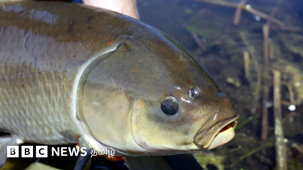 அதிசய மீன்: வயதாக ஆக ஆரோக்கியம் கூடும்; 100 ஆண்டுகளை கடந்து வாழும் - இதற்கு ஏற்பட்டுள்ள ஆபத்து என்ன?