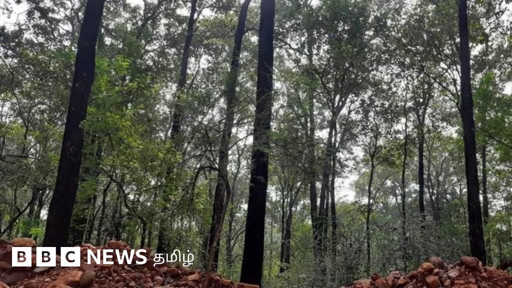 புஷ்பா 2: ஆந்திர செம்மரங்களுக்கு சீனா, ரஷ்யாவில் அதிக தேவை இருப்பது ஏன்? எப்படி கடத்தப்படுகிறது?
