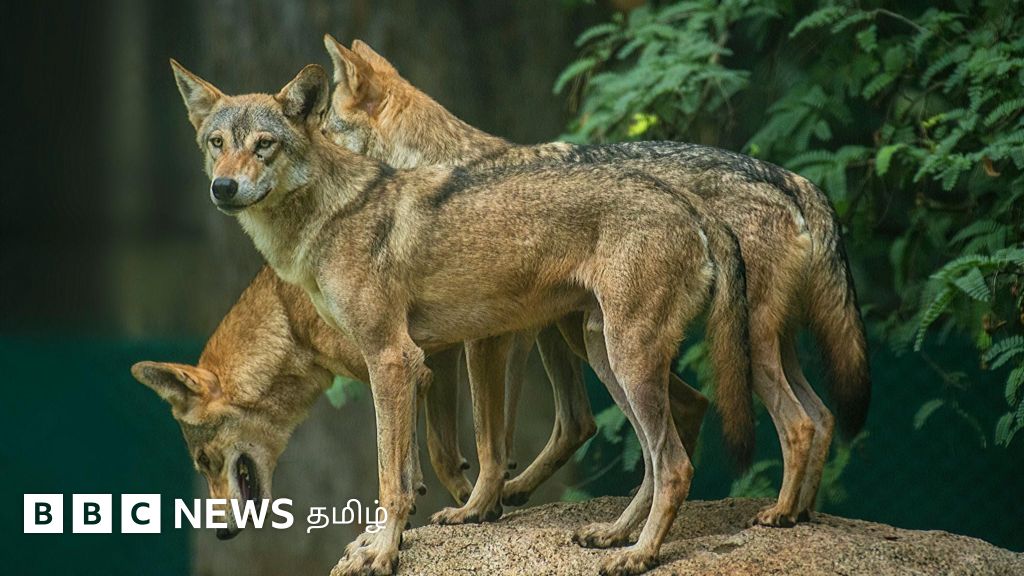 'மடியில் இருந்த குழந்தையை பறித்துச் சென்ற ஓநாய்': உ.பி.யில் ஓநாய் தாக்குதலால் பஹ்ரைச் மக்கள் பீதி