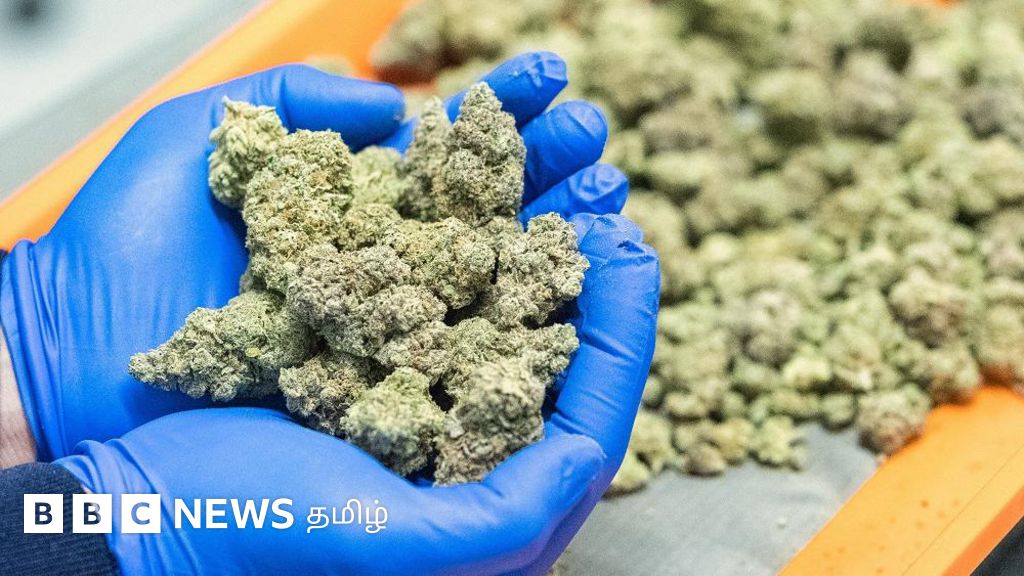 'மூன்று உலகையும் வென்ற' பயிர்: கஞ்சாவை ஏற்றுமதி செய்ய இலங்கை திட்டம்