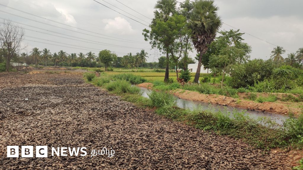 திருப்பத்தூர்: மாங்கூழ் தொழிற்சாலையால் விளை நிலங்கள் பாலையாவதாக விவசாயிகள் வேதனை
