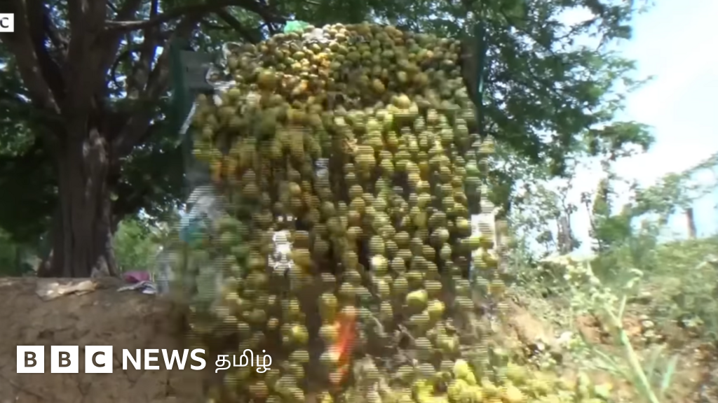 மாம்பழ விளைச்சல் அதிகமாகியும், விவசாயிகள் டன் கணக்கில் குப்பையில் கொட்டுவது ஏன்?