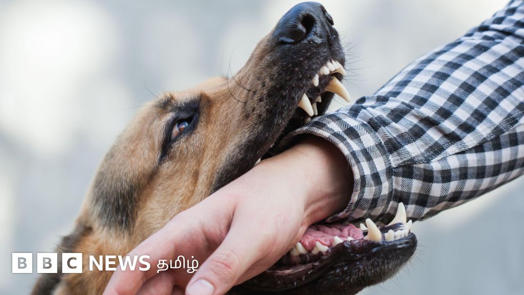 நாய்கள் ஏன் மனிதர்களைக் கடிக்கின்றன? நாய்க்கடியை கவனிக்காமல் விட்டால் என்ன ஆகும்?
