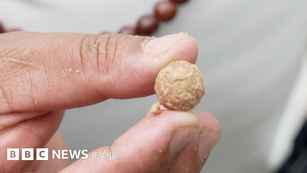 நேபாளம்: தங்கத்தைவிட மதிப்புமிக்க மரத்தை குறிவைக்கும் கொள்ளையர்கள் - பீதியில் விவசாயிகள்