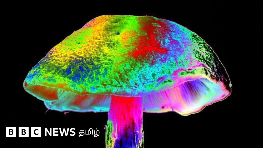 கொடைக்கானலில் வெளிநாட்டவர், இளைஞர்களை ஈர்க்கும் 'மேஜிக் காளான்' - அதில் என்ன இருககிறது? 