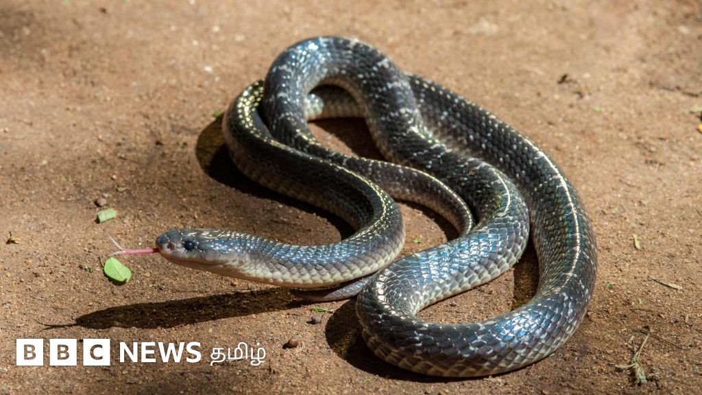 கட்டு வரியன் பாம்பு கடித்தால் தூக்கத்திலேயே மரணம் ஏற்படுமா?