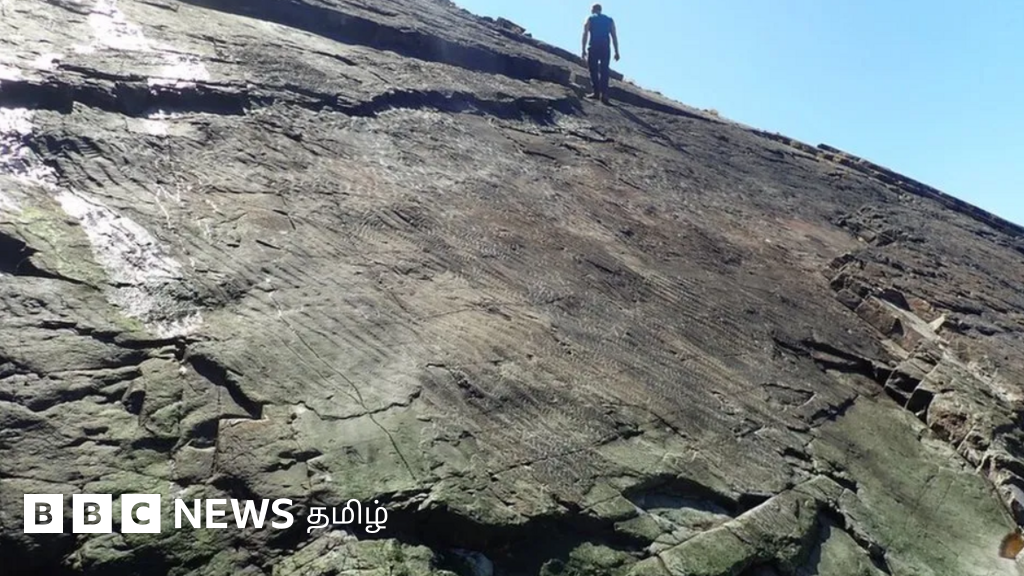 உலகின் மிகப்பழமையான மரங்கள் ஆளுயரமே வளர்ந்தனவா? புதிய கண்டுபிடிப்பில் வெளியான தகவல்