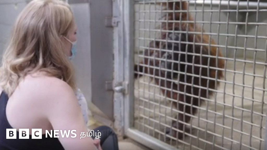 குரங்குக்கு பாலூட்ட கற்றுக்கொடுத்த பெண்