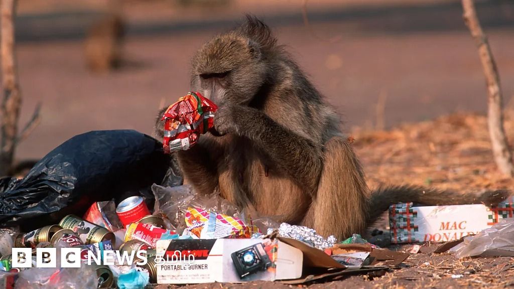 உலகின் பெரு நகரங்களில் சுற்றித் திரியும் இந்தப் 'புதிய துப்புரவாளர்கள்' யார் தெரியுமா?