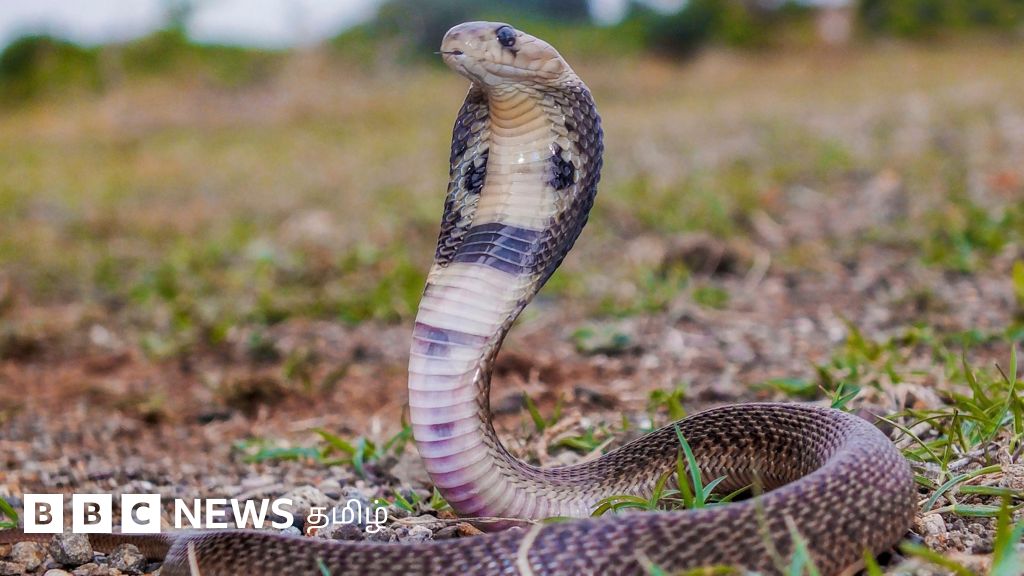பாம்பு ஒருவரை கடிக்கும் முன் எப்படி எச்சரிக்கும்? தப்பிக்க என்ன செய்ய வேண்டும்?