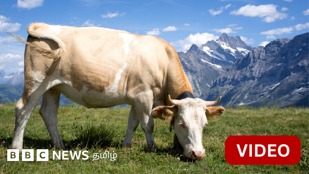 பாறை சரிவு அச்சம் - ஹெலிகாப்டர் மூலம் வெளியேற்றப்பட்ட பசுக்கள் 