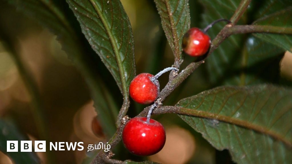 ஆனைமலை நெல்லி, காட்டு காபி, காட்டு ஆப்பிள் - அழியும் ஆபத்தில் தமிழ்நாட்டின் 25 பூர்வீக தாவரங்கள்