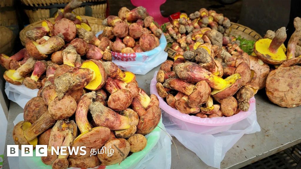 குட்டி மனிதர்களின் மாயத் தோற்றங்களை பார்க்க வைக்கும் காளான்கள்