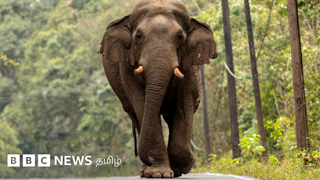 கம்பம் ஊருக்குள் இறங்கிய அரிக்கொம்பன்: பிடிக்க வரும் கும்கி யானைகள் - என்ன நடக்கிறது?