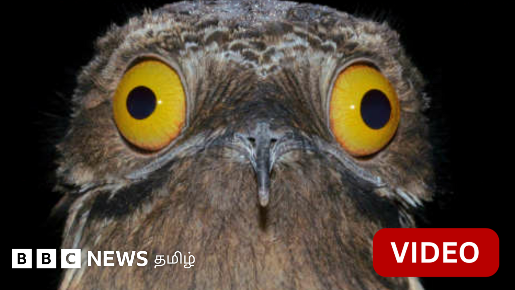 காணொளி: கூடு கட்டாமல் மரக்கிளையில் முட்டையிடும் பறவை - இதனை தேடி 650 கி.மீ. பயணித்தது ஏன்?