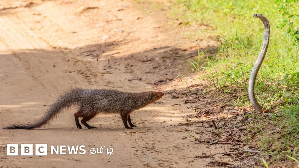 பாம்பும் கீரியும் எப்போதும் சண்டையிடுவது ஏன்? பாம்பு விஷம் கீரியை ஒன்றும் செய்யாதா? 