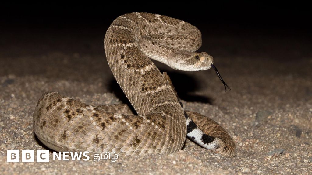 அமெரிக்காவில் வீடுகளை நோக்கிப் படையெடுக்கும் ஒலி விரியன் பாம்புகளை காக்க முயலும் தன்னார்வலர்கள்