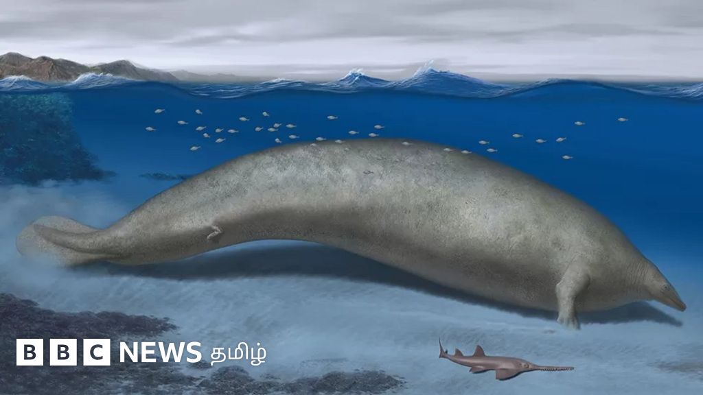 3 லட்சம் கிலோ திமிங்கலம்: பூமியில் அதிக எடை கொண்ட விலங்கு இதுதானா?