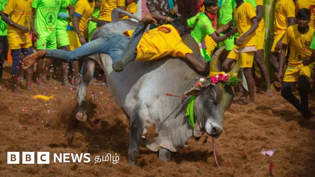 ஜல்லிக்கட்டின் வரலாறு என்ன? - தமிழ் அடையாளங்களில் ஒன்றாக மாறியது எப்படி?