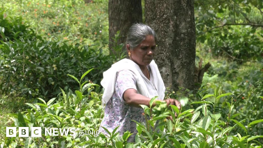 மாஞ்சோலை வழக்கை தள்ளுபடி செய்த சென்னை உயர்நீதிமன்றம் - மக்களின் அடுத்த திட்டம் என்ன?