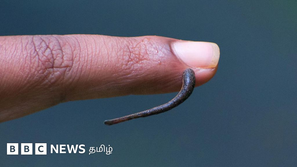 நமக்கு வலியே தெரியாமல் ரத்தத்தை அட்டைகள் உறிஞ்சுவது எப்படி தெரியுமா? 