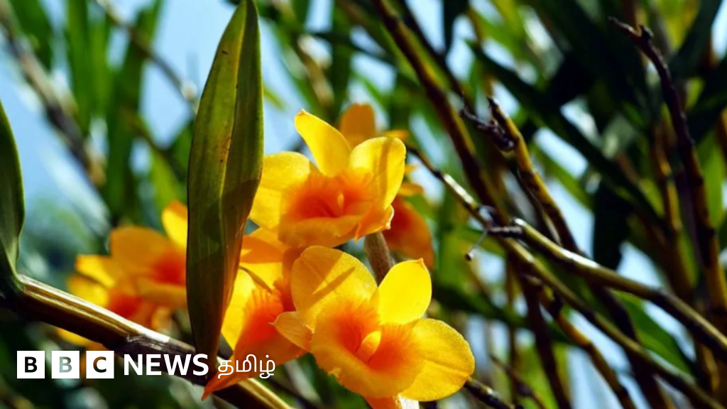 தைவான்: காலநிலை மாற்றத்தால் அழிவின் விளிம்பில் 'கடவுளின் பூக்கள்'