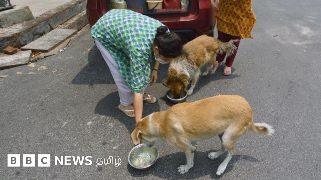 தெருநாய்களுக்கு உணவு அளித்தால் என்ன தண்டனை? உச்ச நீதிமன்ற உத்தரவு முழு விவரம்