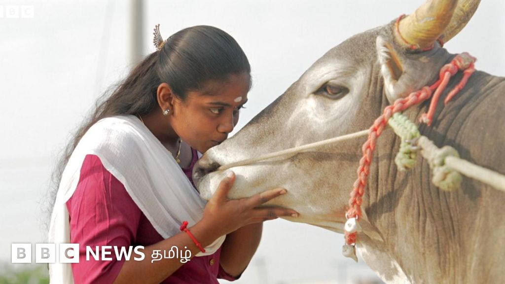 காளை வளர்க்கும் பெண்கள் ஜல்லிக்கட்டில் ஆண்கள் போல் களம் காணாதது ஏன்?