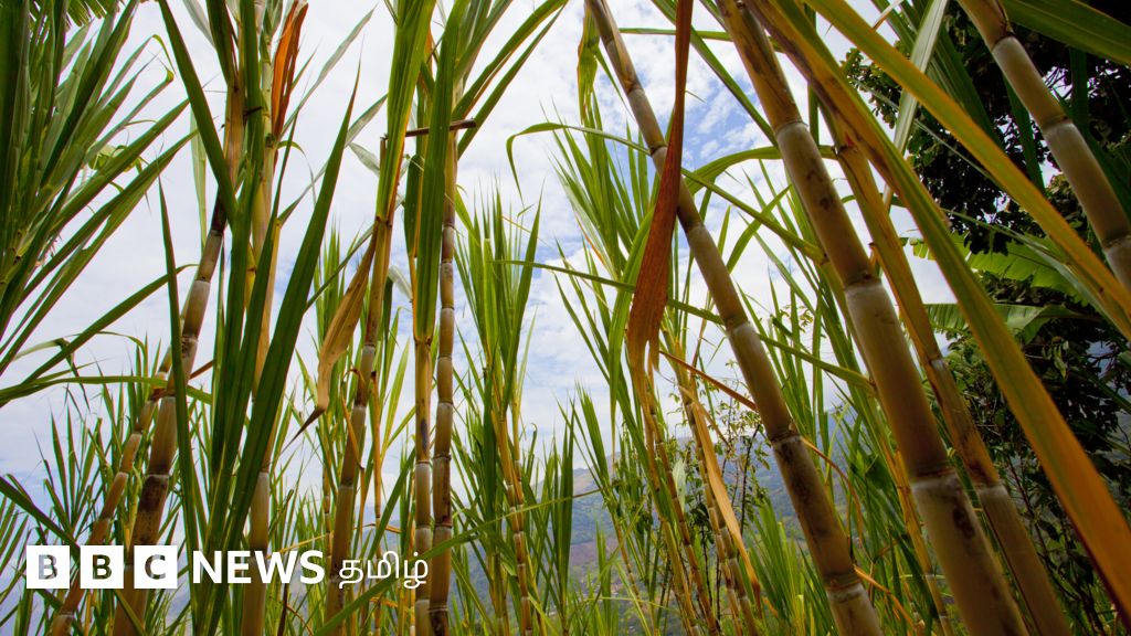 தமிழ்நாடு அரசின் பொங்கல் பரிசு தொகுப்பில் கரும்பு இல்லை: கசப்பை உணரும் விவசாயிகள்