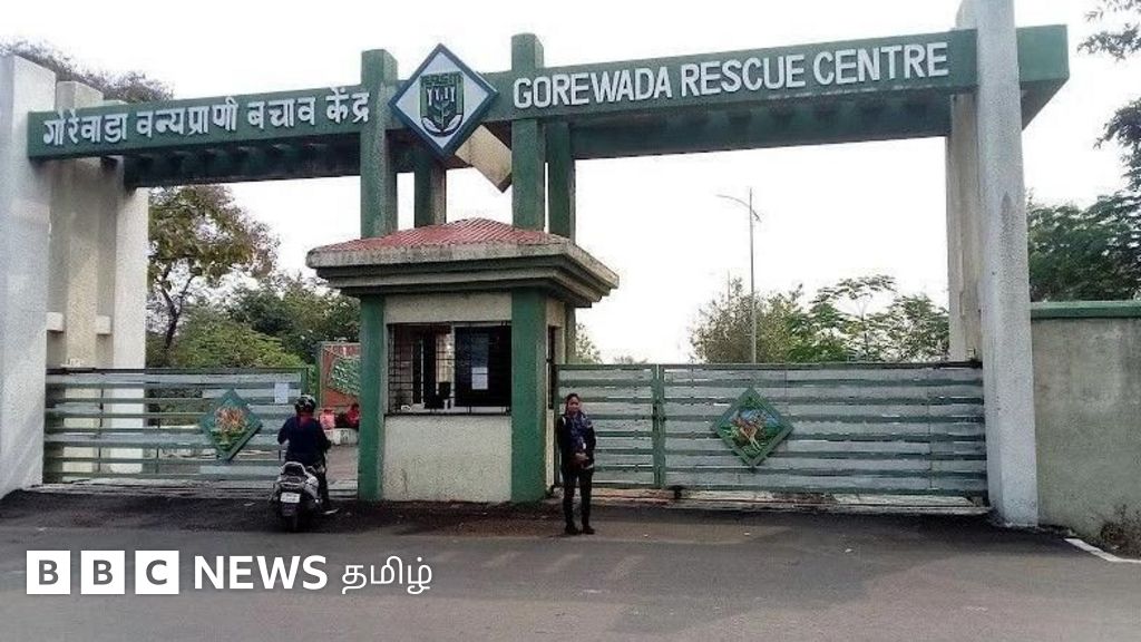 3 புலிகள் பலி: இந்தியாவில் முதன் முறையாக புலிகளுக்கு பறவைக் காய்ச்சல் - மனிதர்களுக்குப் பரவுமா?