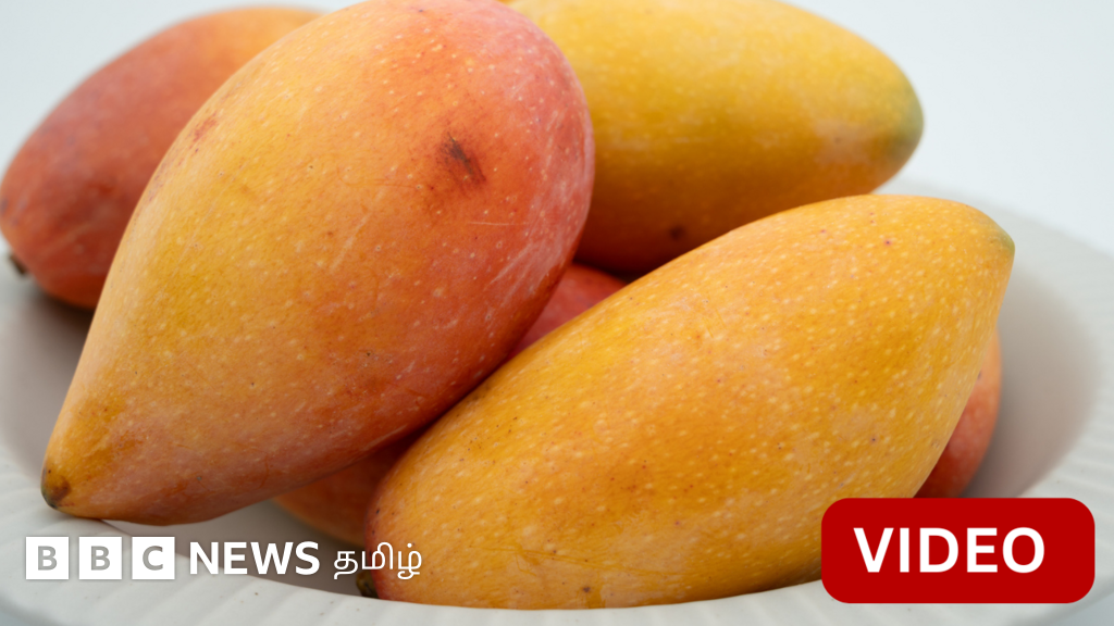 நரேந்திர மோதிக்கு  1,000 கிலோ மாம்பழத்தை வங்கதேசம் அனுப்பியது ஏன்?