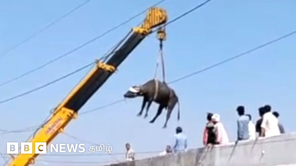 தெலங்கானாவில் மொட்டை மாடியில் தவித்த எருமை, கிரேன் மூலம் மீட்பு