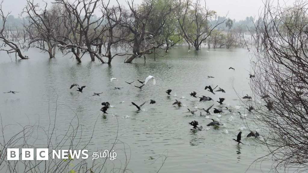பாரம்பரிய பல்லுயிர் தலமாக அறிவிக்கப்பட்ட எலத்தூர் குளம், நாகமலை குன்றில் என்ன இருக்கிறது? பிபிசி கள ஆய்வு