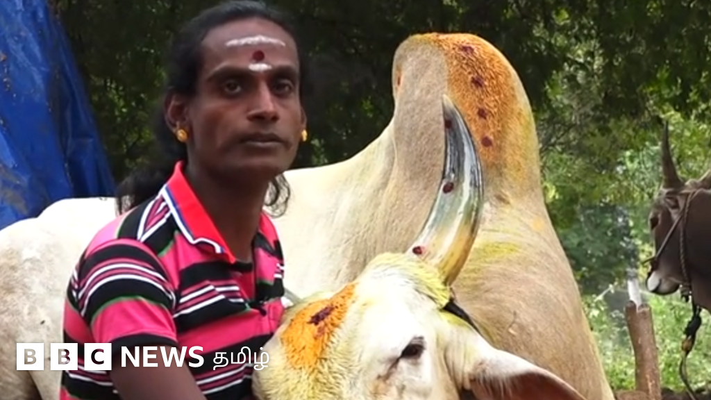 ஜல்லிக்கட்டு காளை வளர்க்கும் திருநங்கை