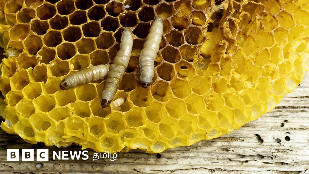 நெகிழியை தின்று செறிக்கும் மெழுகு புழுக்கள்: தேனீ கூட்டில் கண்டுபிடிக்கப்பட்டது எப்படி?