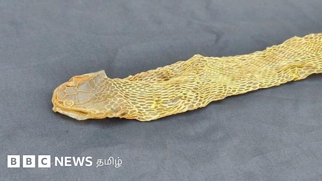 பாம்பு தனது தோலை உரிப்பது ஏன்? எத்தனை முறை தோல் உரிக்கும்? அப்போது பார்த்தால் பாம்பு கொத்துமா?