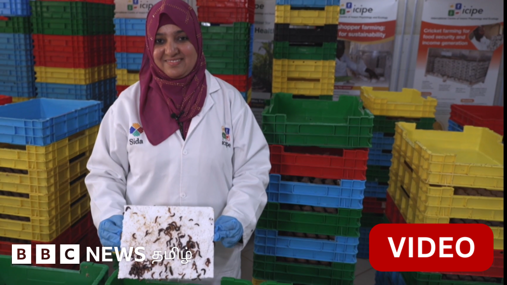 பிளாஸ்டிக்கை சாப்பிடும் புழுக்கள் – நெகிழி மாசுபாட்டை தடுக்க உதவுமா?