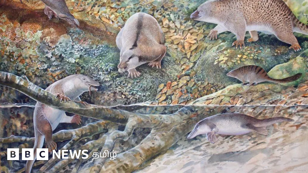 கங்காருவுக்கு முன்பு ஆஸ்திரேலிய நிலப்பரப்பை ஆண்ட விசித்திர உயிரினம்