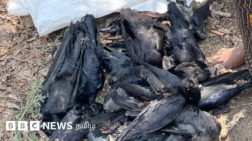 பொள்ளாச்சி அருகே காகங்கள் வேட்டையாடப்பட்டது ஏன்? - எச்சரிக்கும் மருத்துவர்கள்