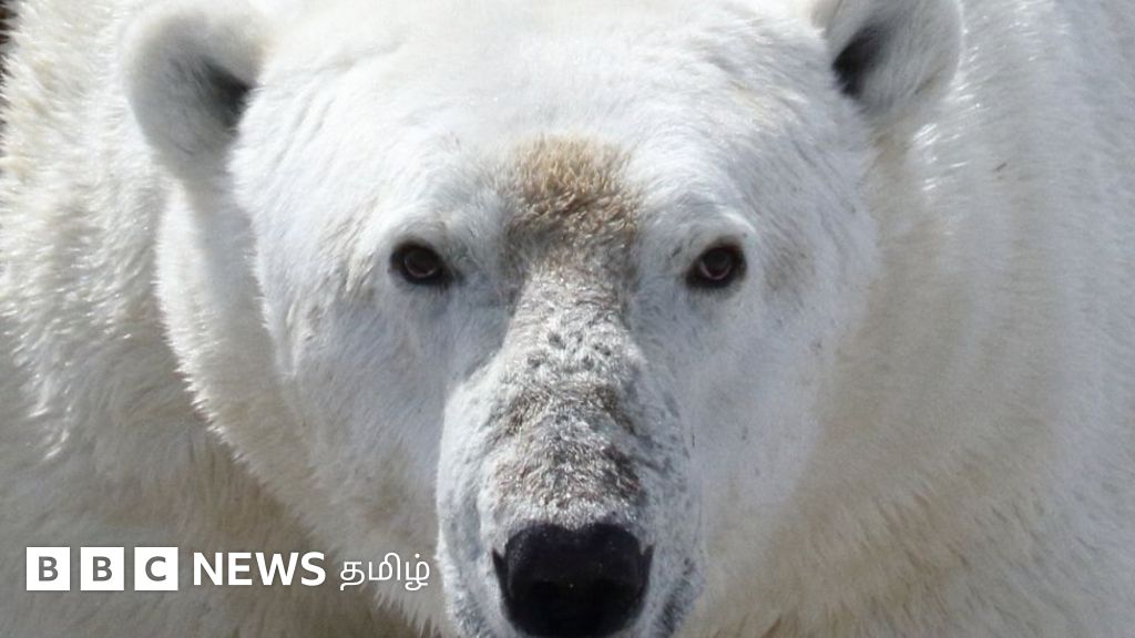 காலநிலை நெருக்கடி: பட்டினிக்கு இரையாகும் துருவக் கரடிகள் - ஆய்வில் அதிர்ச்சித் தகவல்