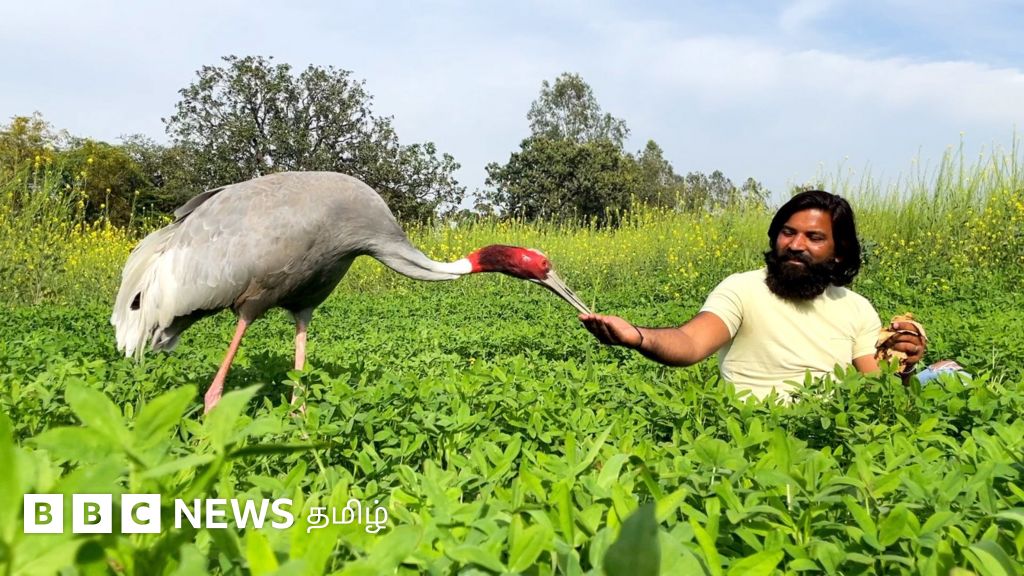 அன்பிற்கும் உண்டோ அடைக்கும் தாழ்: காயத்தை சரி செய்த தோழனை விட்டுப் பிரியாத பறவை