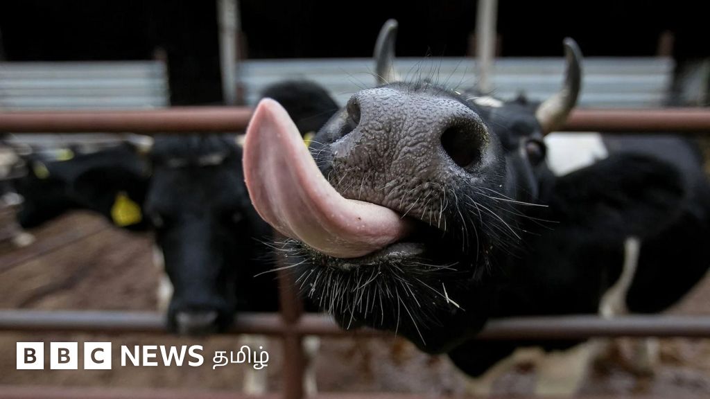 மாடுகள் ஏப்பம் விடுவதைக் கட்டுப்படுத்த கோடிக்கணக்கில் செலவிடும் நியூசிலாந்து