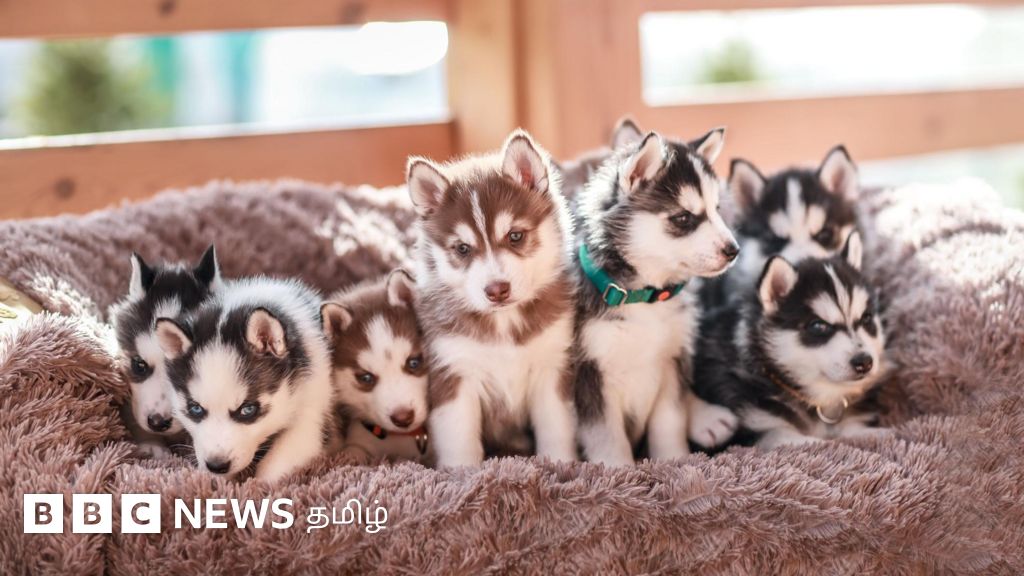 தமிழ்நாடு அரசின் நாய் வளர்ப்பு கொள்கை வரைவு தயார் - 9 ரக நாய்களை இனப்பெருக்கம் செய்ய தடை ஏன்?