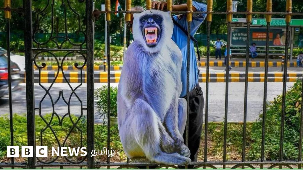 ஜி20 மாநாடு: டெல்லியில் குரங்குகளுக்கு கட்-அவுட் வைப்பது ஏன் தெரியுமா?