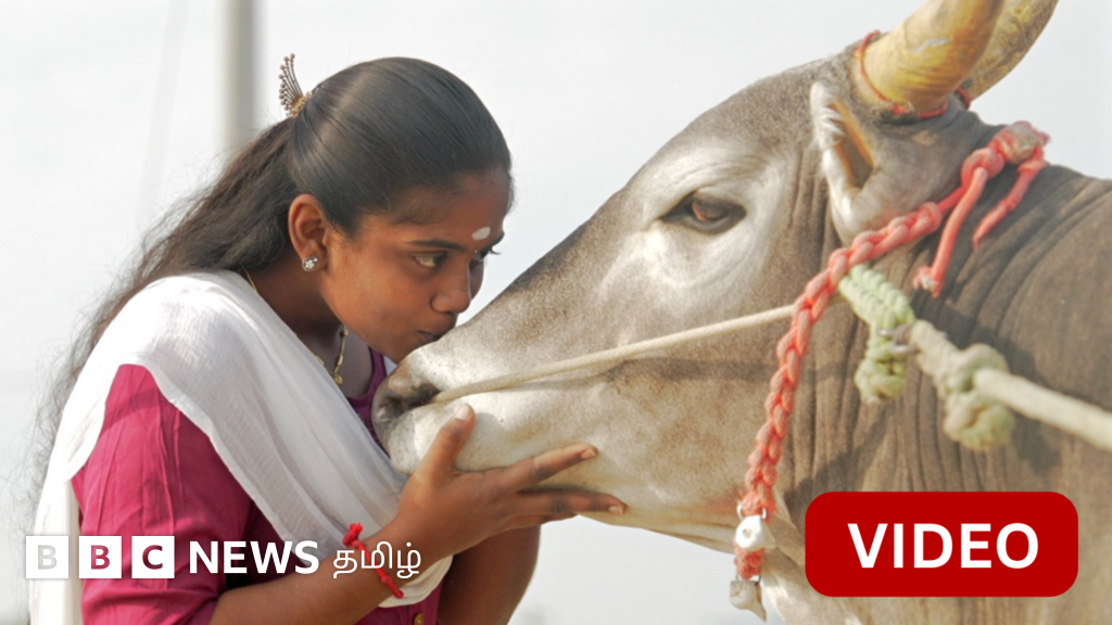 தோல்வியே காணாத காளை:  பத்தாம் வகுப்பு மாணவியிடம் அடங்கும் 'சின்ன ஸ்டைல்'