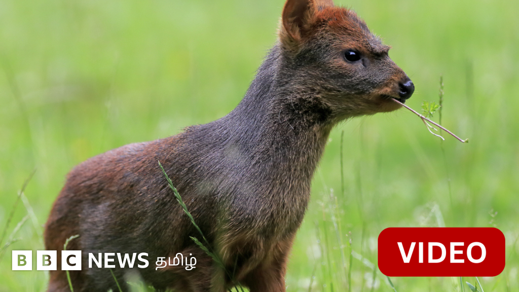 காணொளி: பூனை அளவே உள்ள இந்த மான்களுக்கு என்ன ஆபத்து?