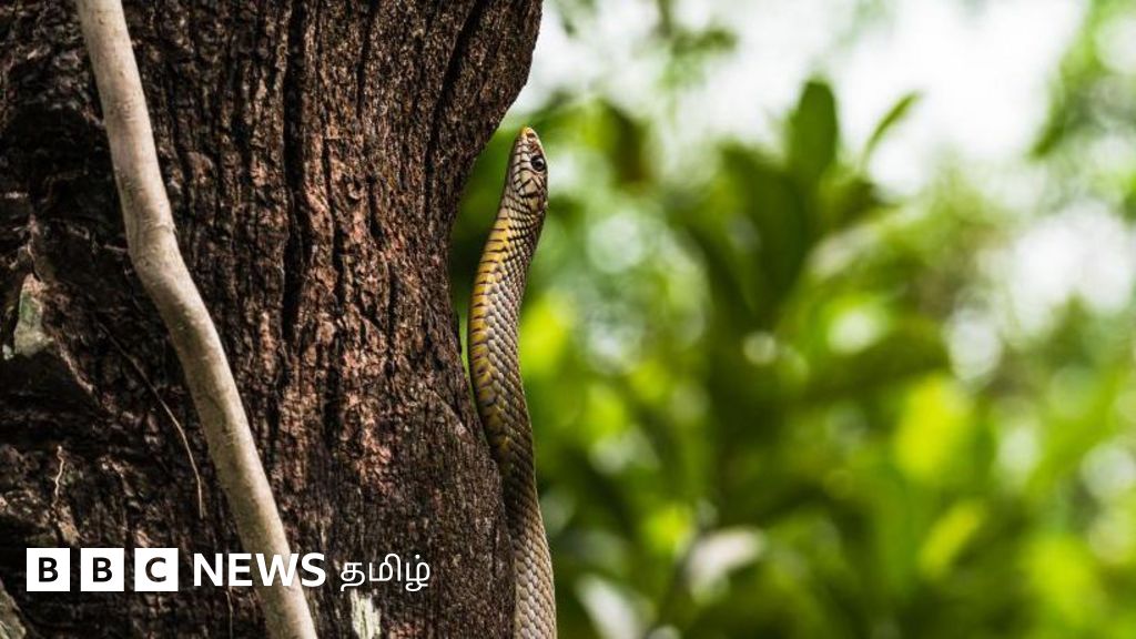 மதிய உணவில் பாம்பு! நீக்கிவிட்டு பரிமாறியதால் மாணவர்கள் பாதிப்பு - எங்கு  நடந்தது? 