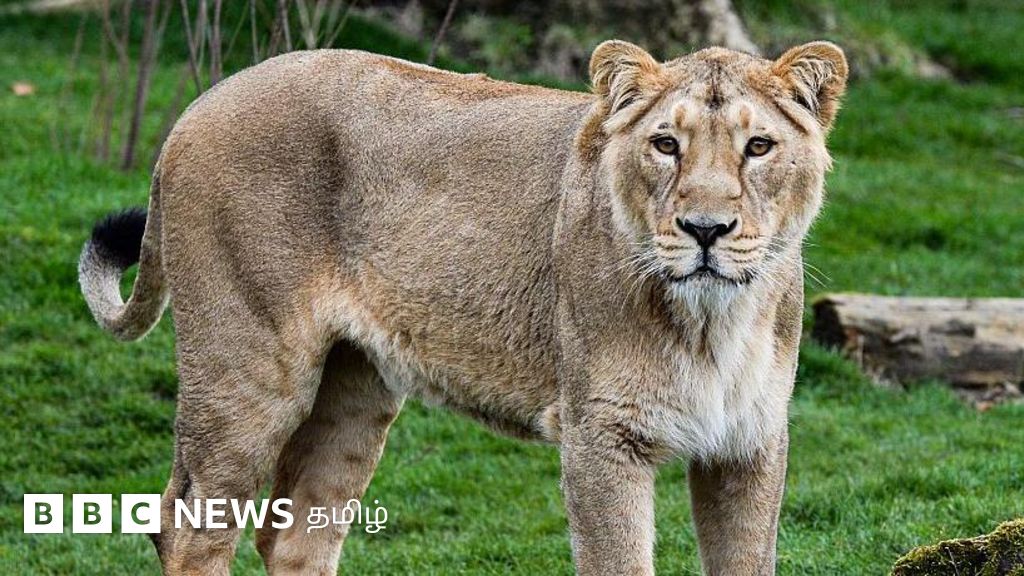 கிர் சிங்கங்கள் சிறுநீர் மூலம் பிற விலங்குகளுக்கு அனுப்பும் சைகைகள் என்ன?