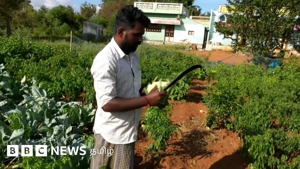 யூட்யூப் பார்த்து ராமநாதபுரத்தில் காலிஃப்ளவர் சாகுபடி செய்த இளைஞர்