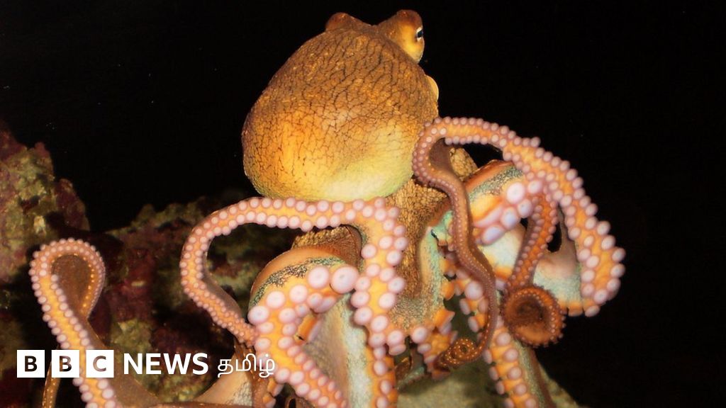 இறைச்சிக்காக பண்ணை முறையில் ஆக்டோபஸ் வளர்க்கும் திட்டம்: விஞ்ஞானிகள் எதிர்ப்பு